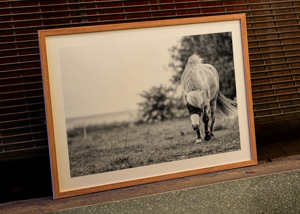 Masked horse in a paddock