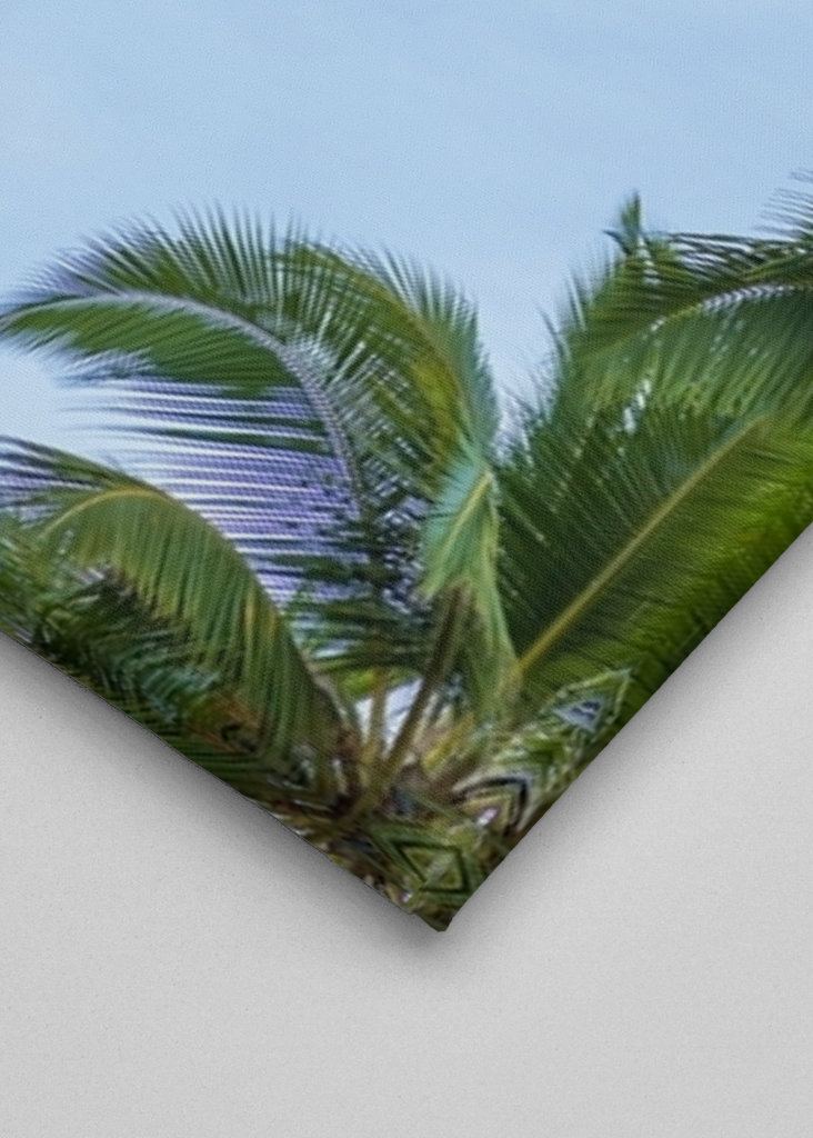A tropical palm tree