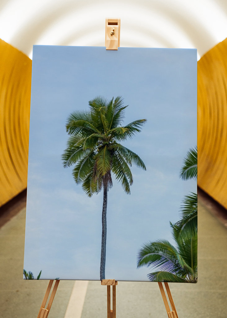 A tropical palm tree