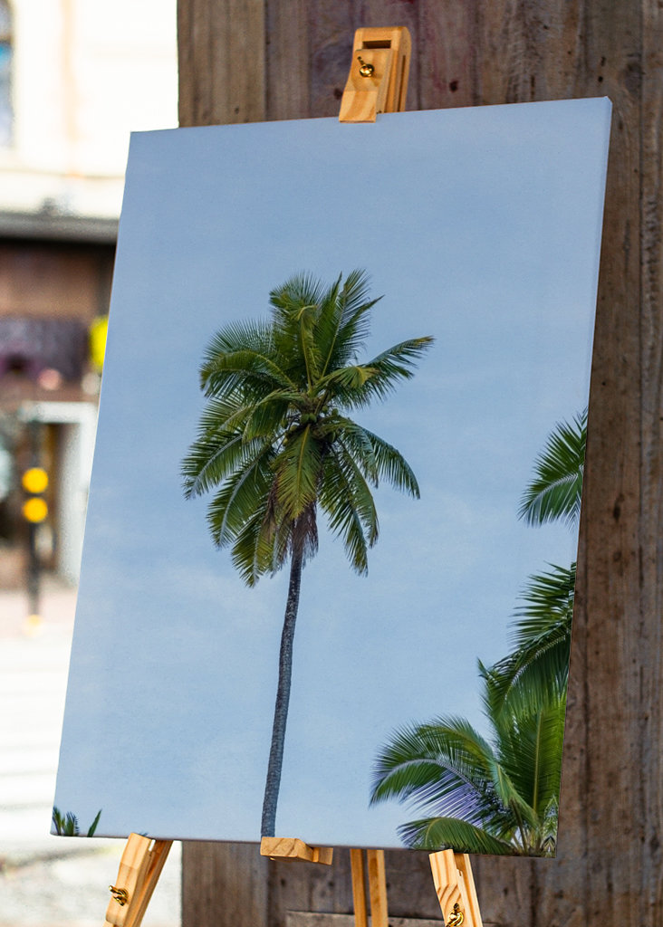 A tropical palm tree