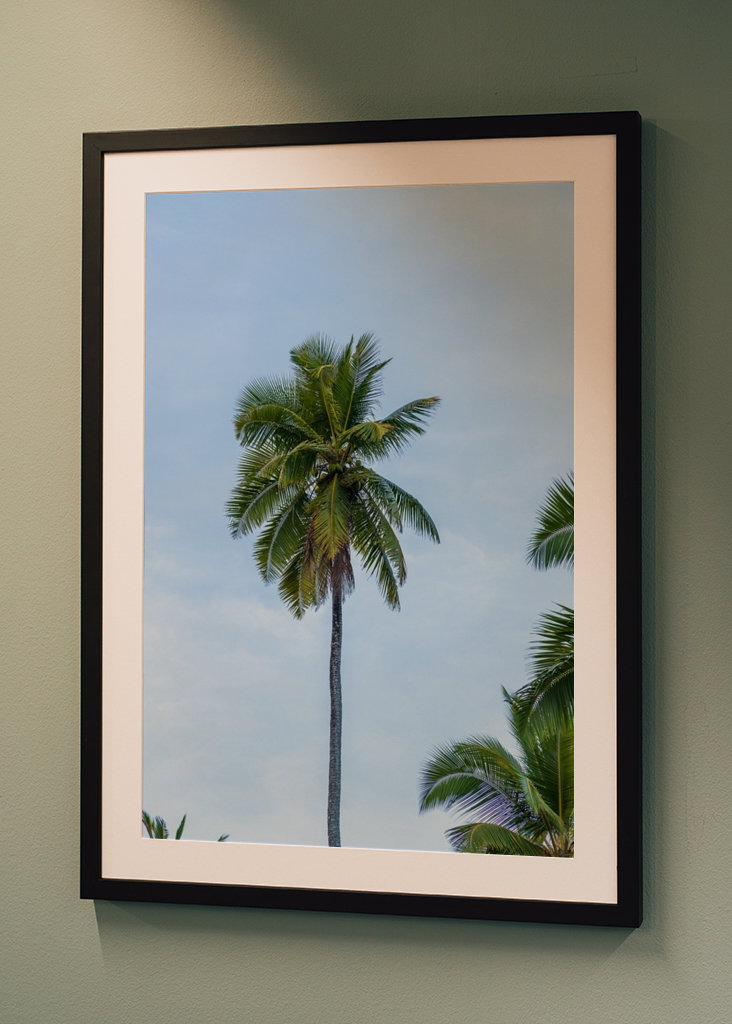 A tropical palm tree