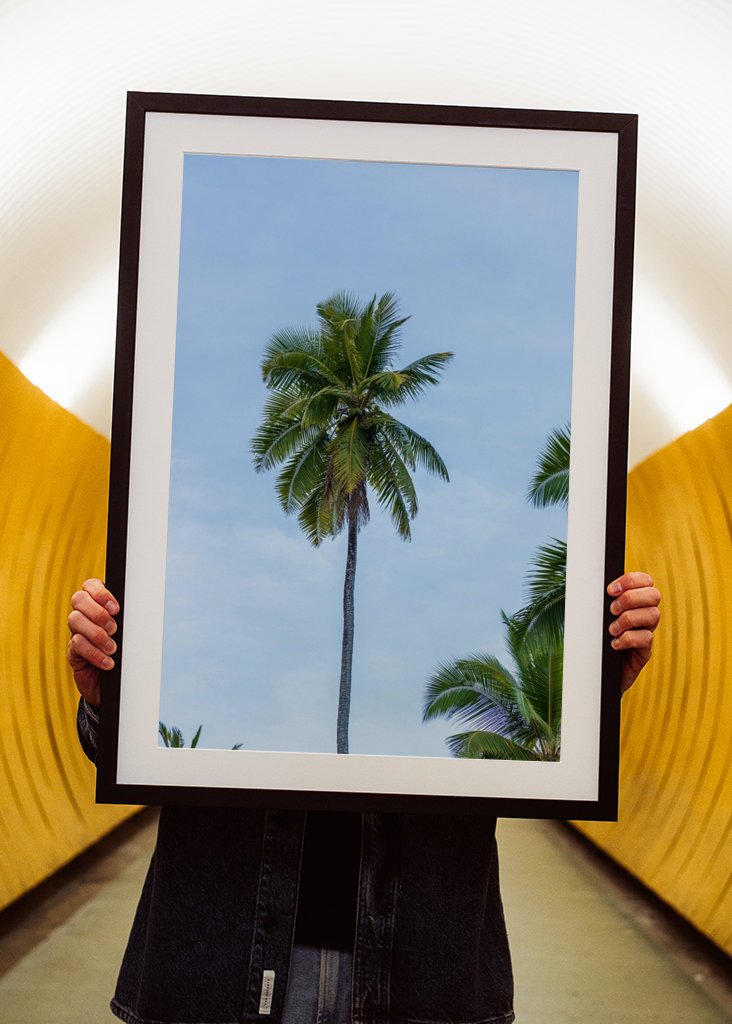 A tropical palm tree