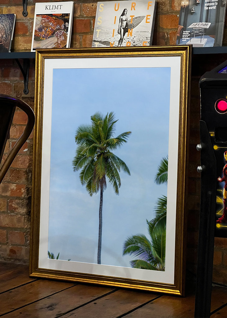 A tropical palm tree