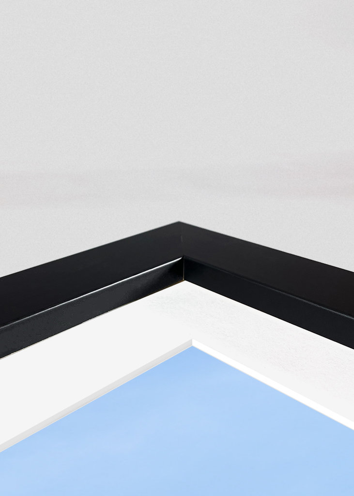 A tropical palm tree