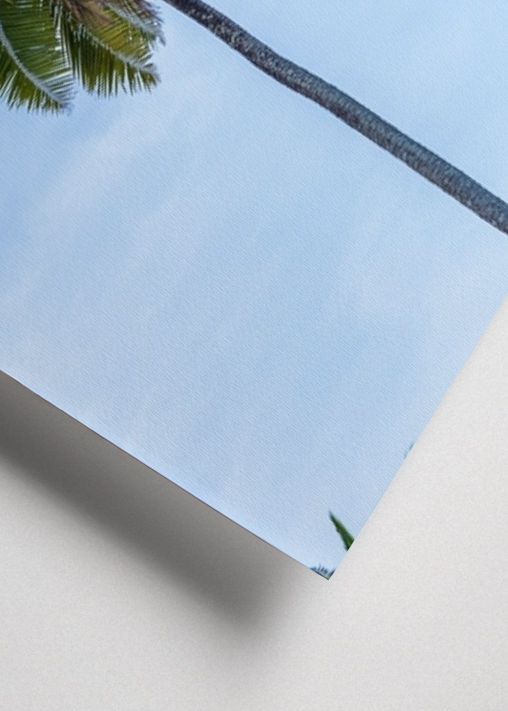 A tropical palm tree