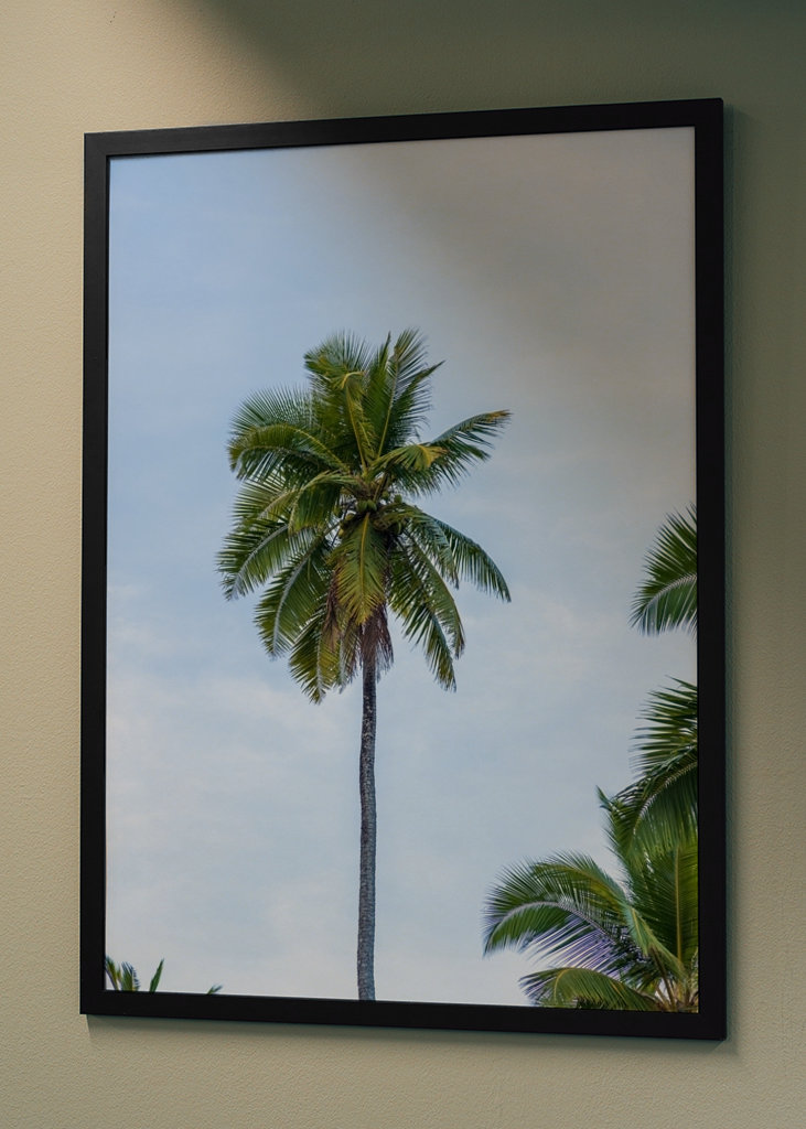 A tropical palm tree