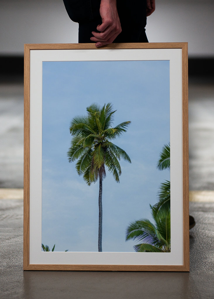 A tropical palm tree