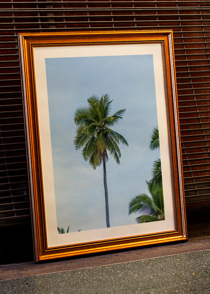 A tropical palm tree