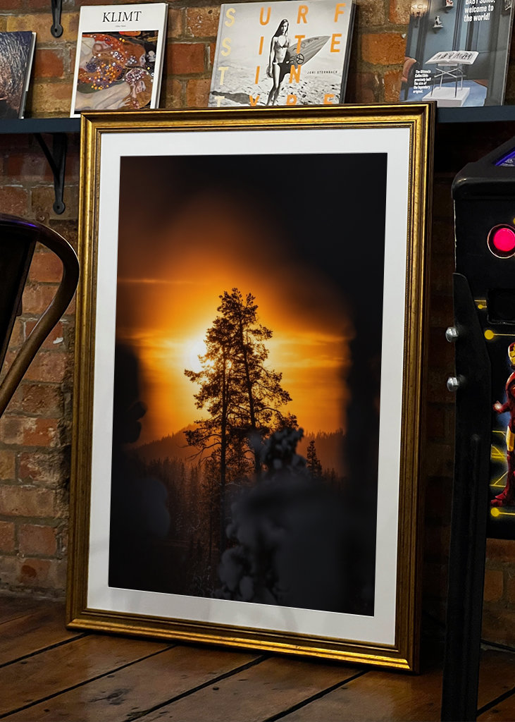 Die Sonne und die Kiefer