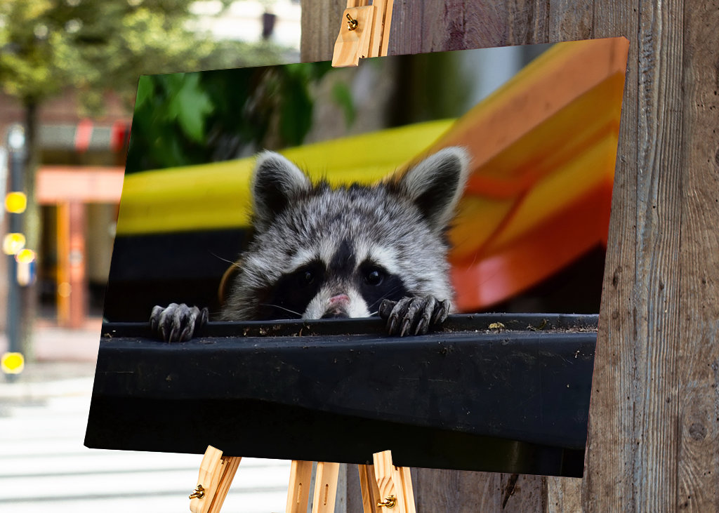 El mapache en el cubo de la basura