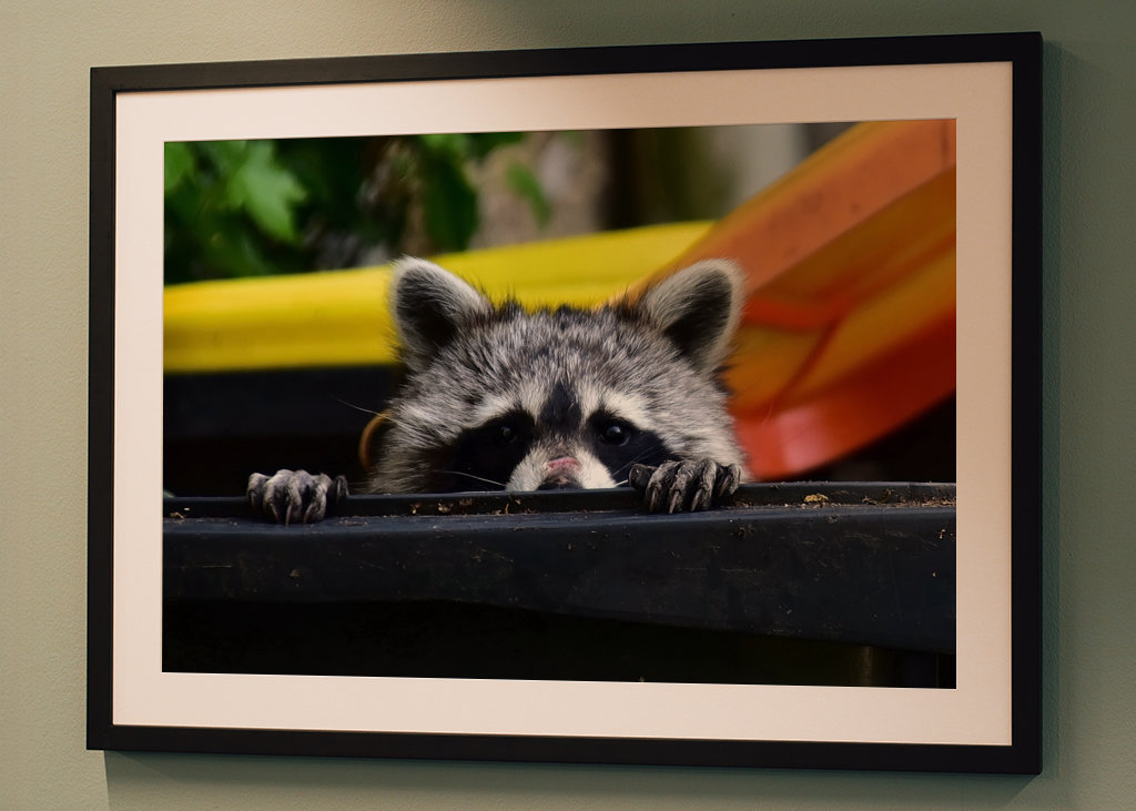 El mapache en el cubo de la basura