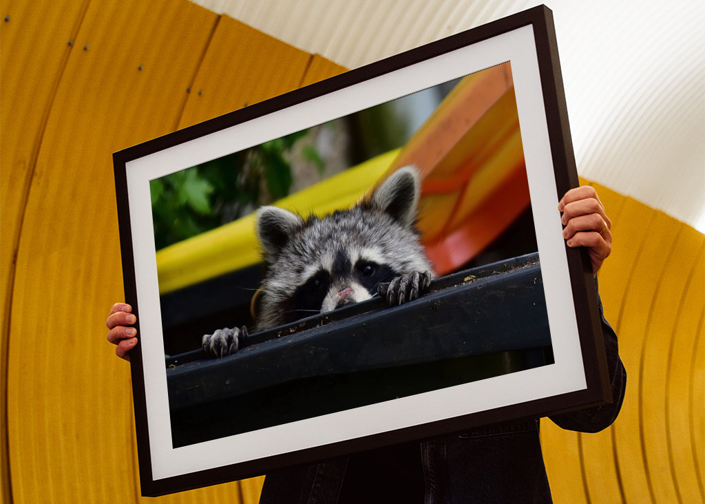 El mapache en el cubo de la basura