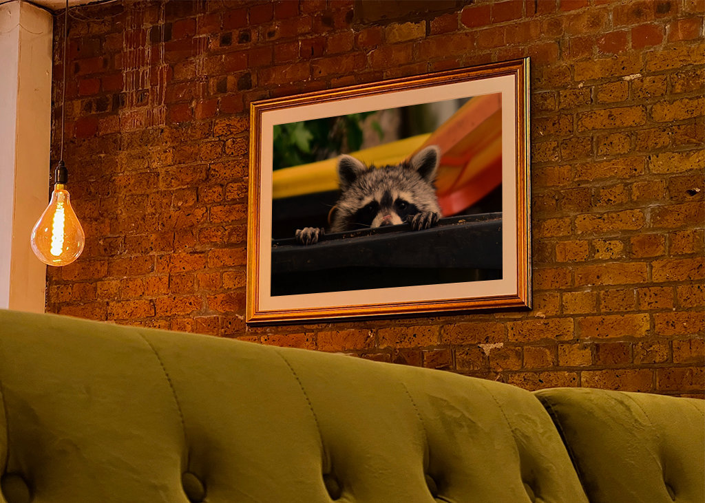 El mapache en el cubo de la basura