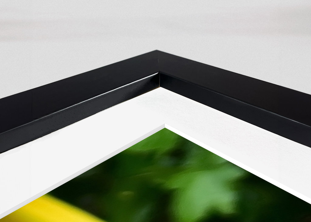 El mapache en el cubo de la basura