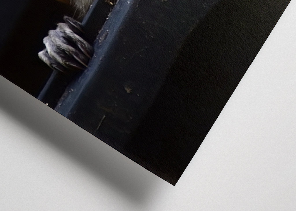 El mapache en el cubo de la basura