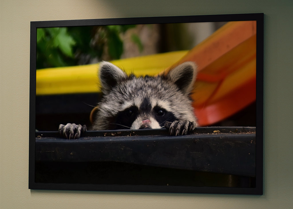 El mapache en el cubo de la basura