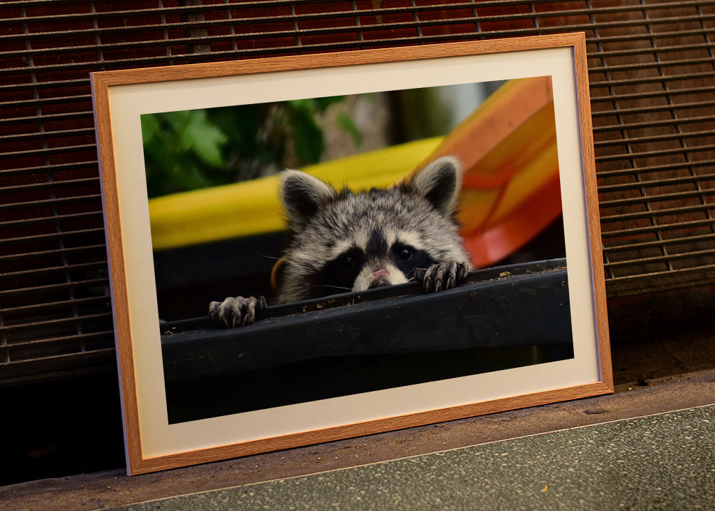 El mapache en el cubo de la basura