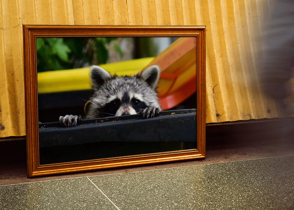 El mapache en el cubo de la basura