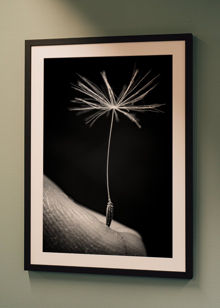 Dandelion seed