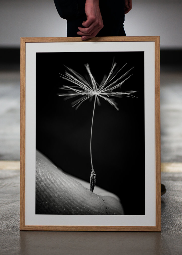 Dandelion seed