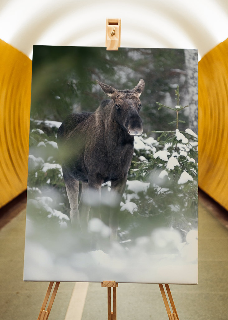 Moose in snowy landscape
