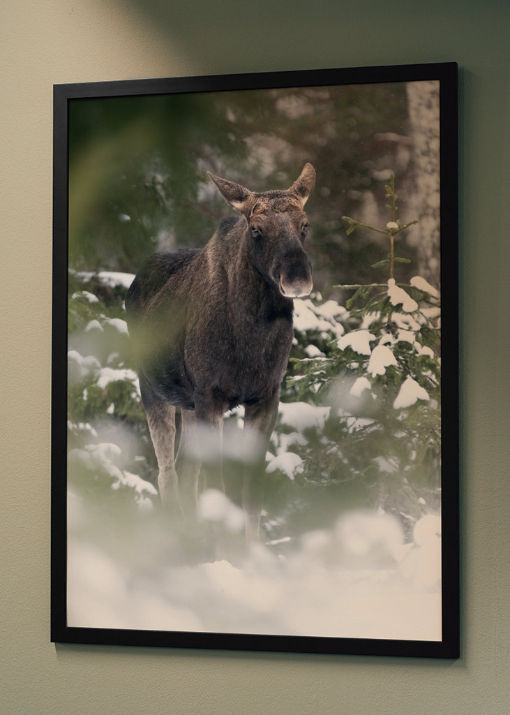 Moose in snowy landscape