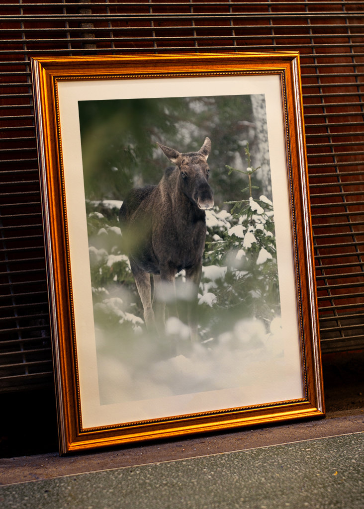 Moose in snowy landscape