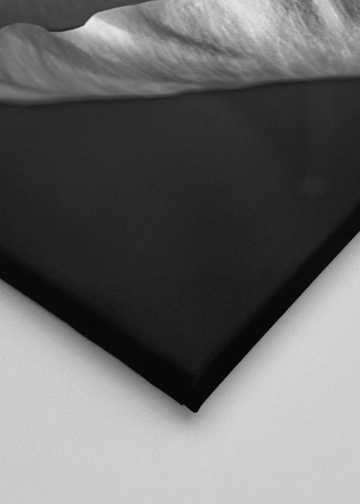 Rose in schwarz-weiss