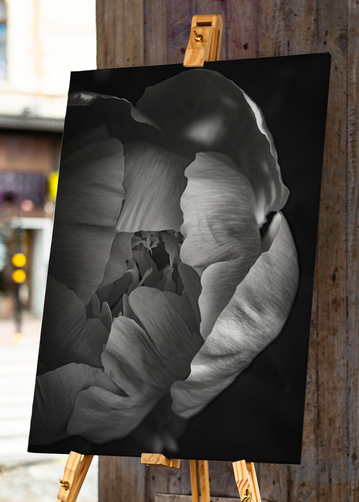 Rose in schwarz-weiss