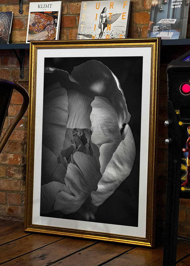 Rose in schwarz-weiss