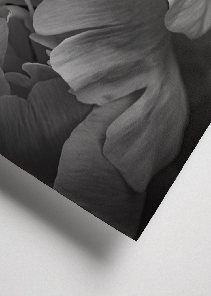 Rose in schwarz-weiss