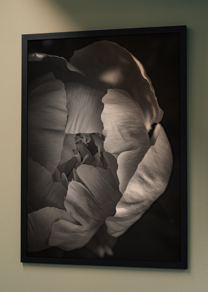 Rose in schwarz-weiss