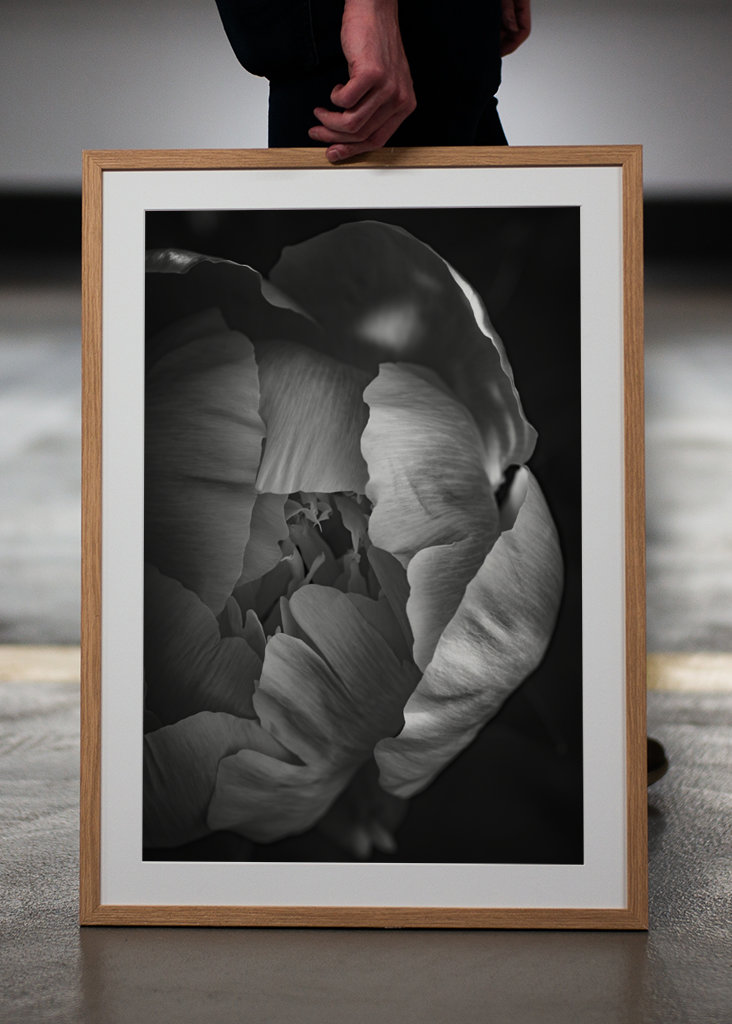 Rose in schwarz-weiss