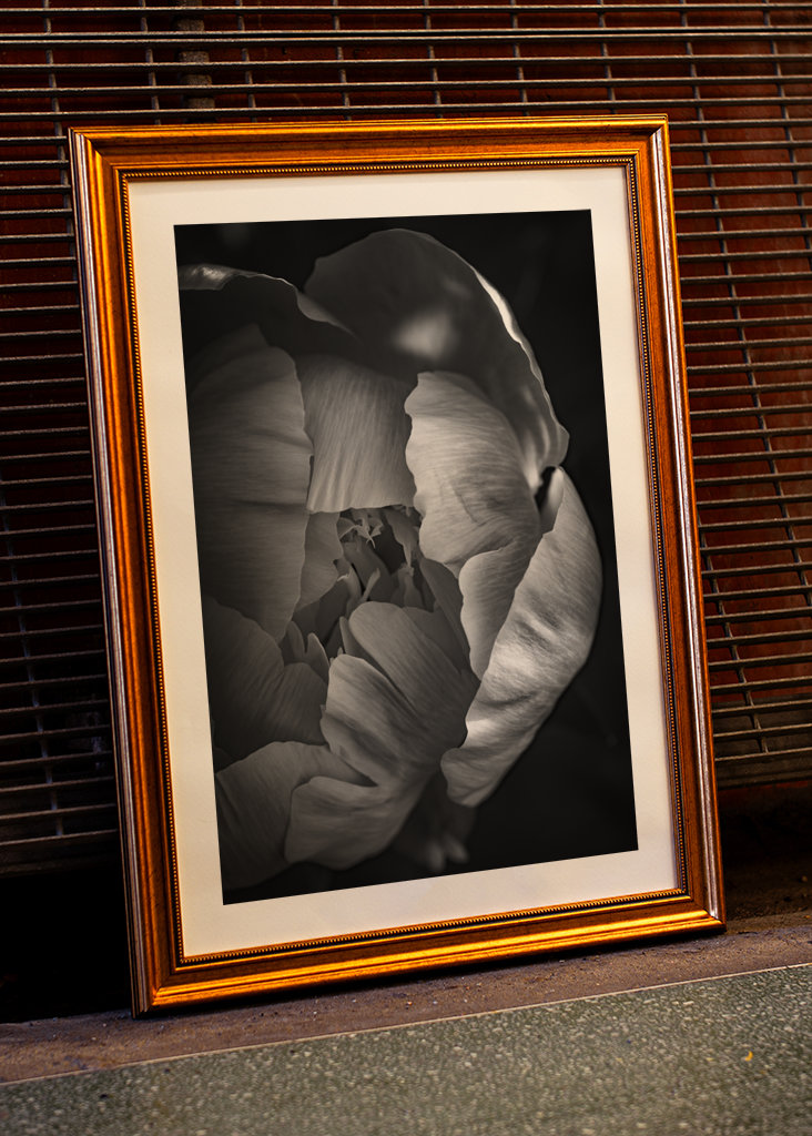 Rose in schwarz-weiss