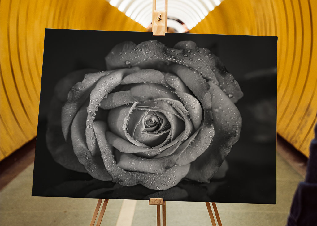 Black and white rose