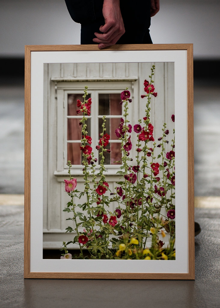 Stockrosen im Garten