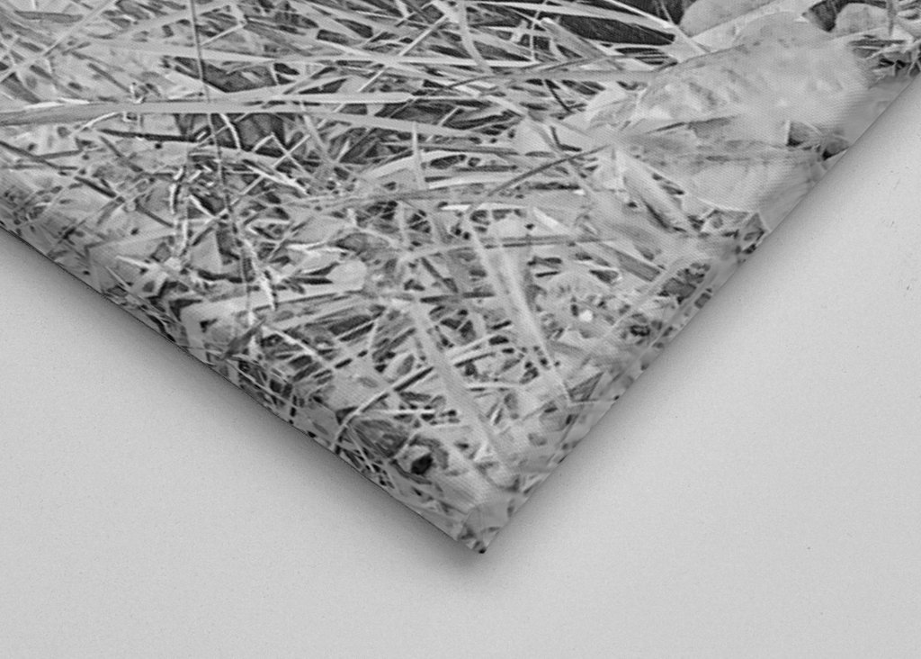 Female Chimpanzee Linda