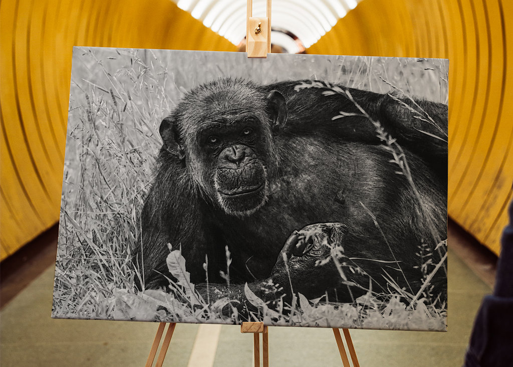 Female Chimpanzee Linda