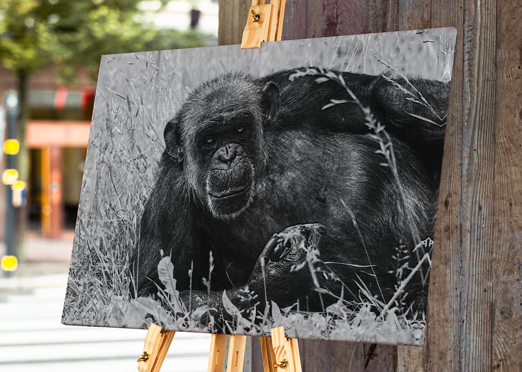 Female Chimpanzee Linda