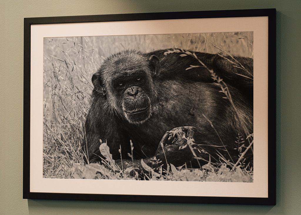 Female Chimpanzee Linda