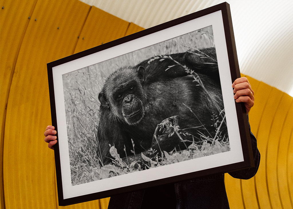 Female Chimpanzee Linda