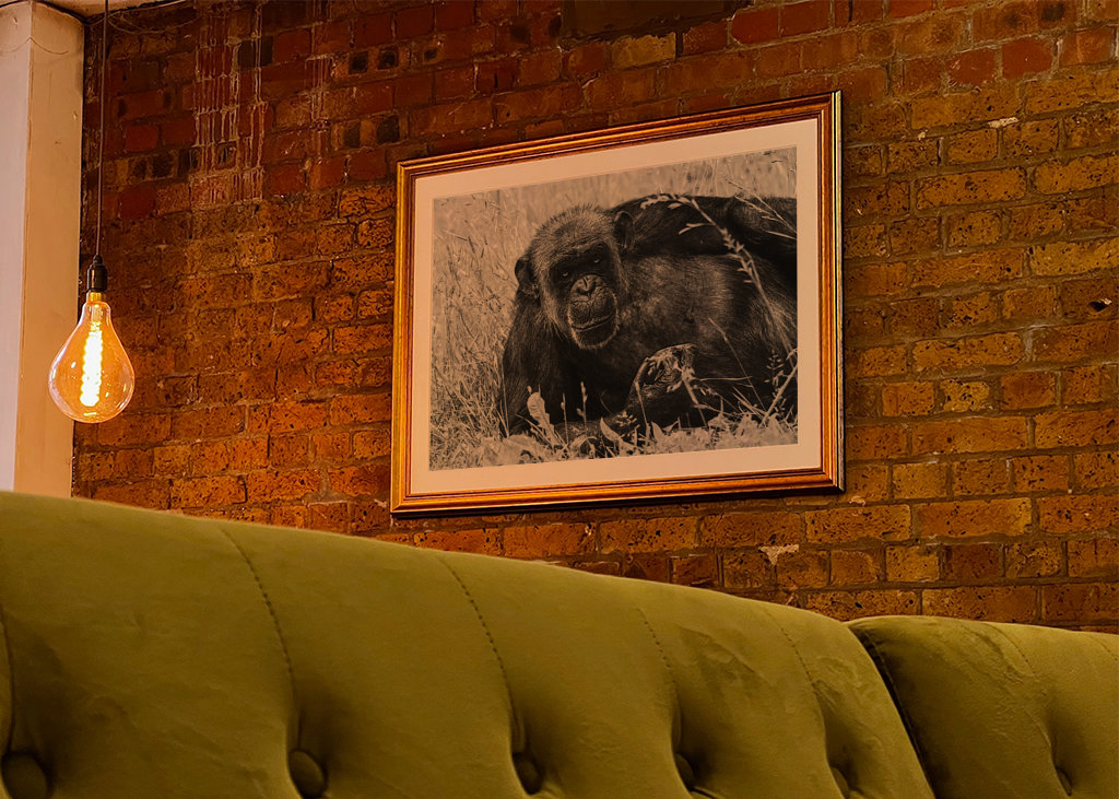 Female Chimpanzee Linda