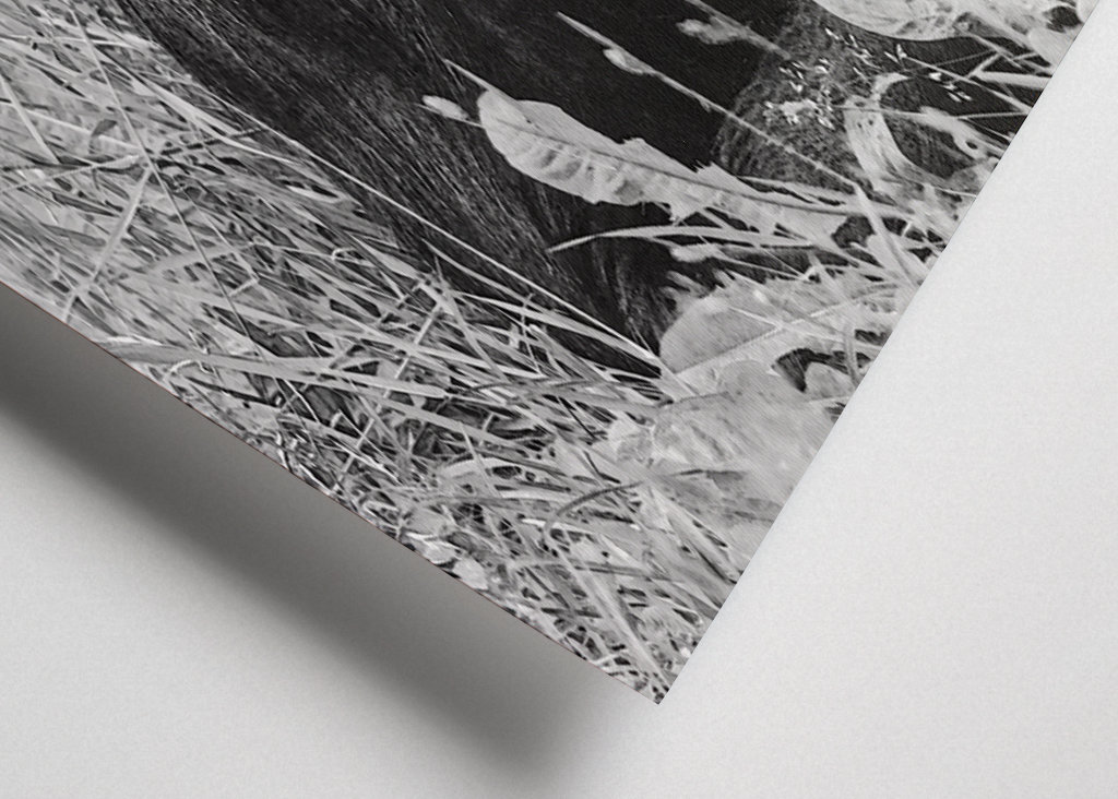 Female Chimpanzee Linda