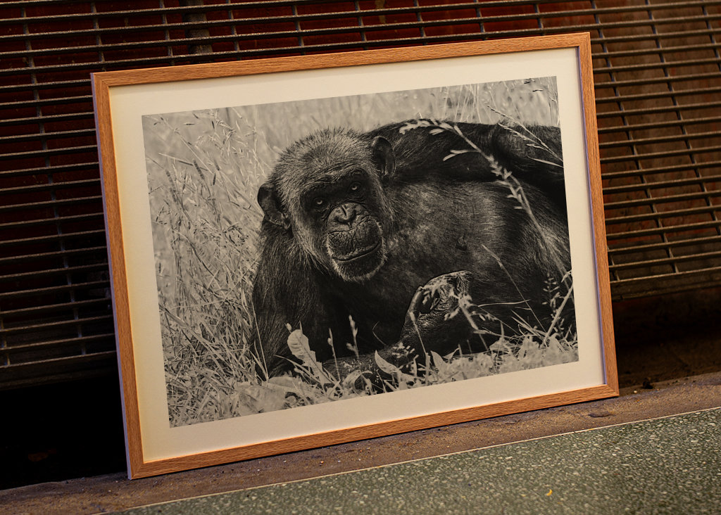 Female Chimpanzee Linda