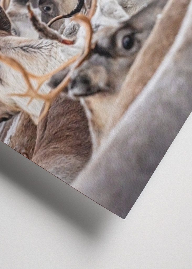 Poro.. paljon poroja.