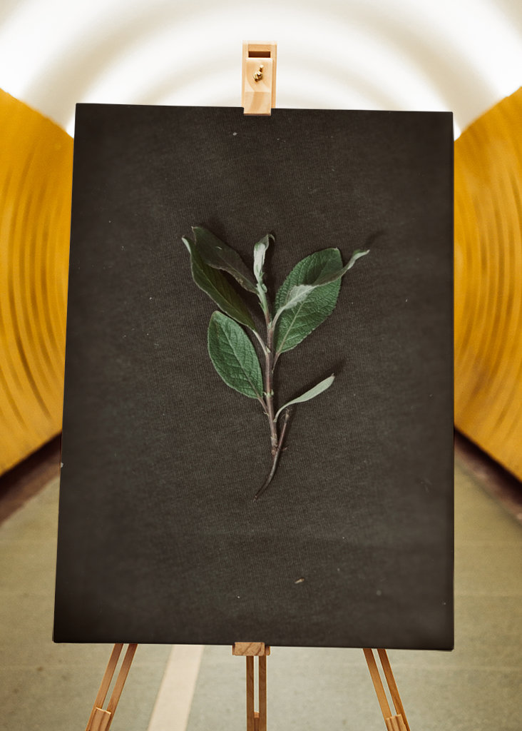 Herbarium - Plant on backgroun