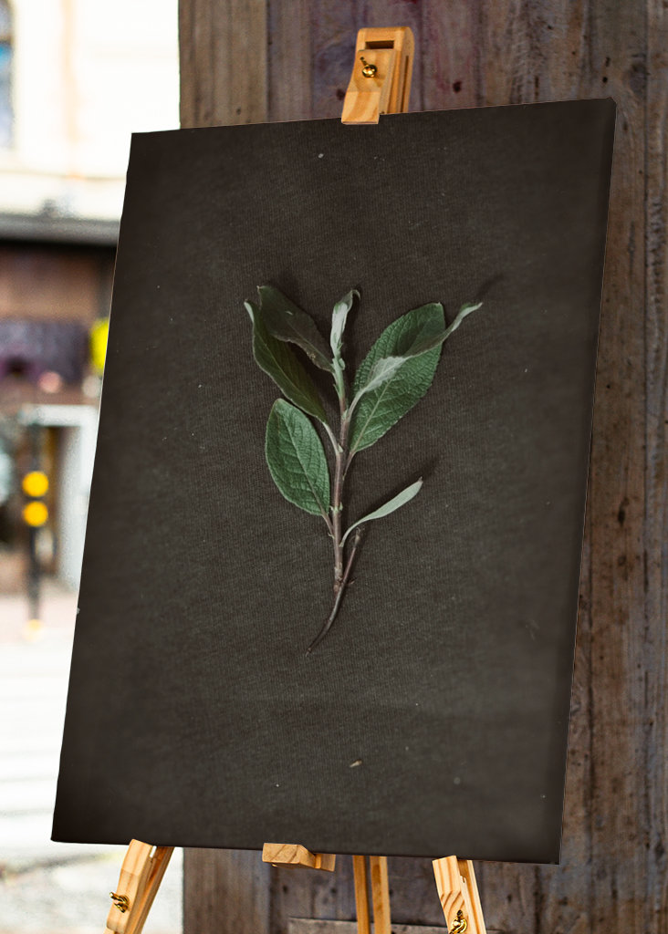 Herbarium - Plant on backgroun