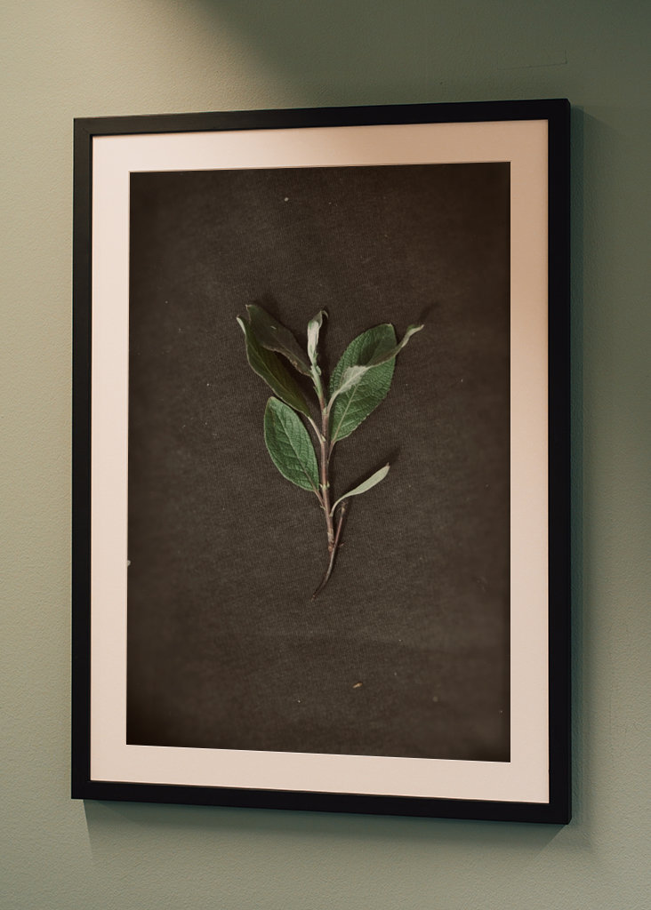 Herbarium - Plant on backgroun