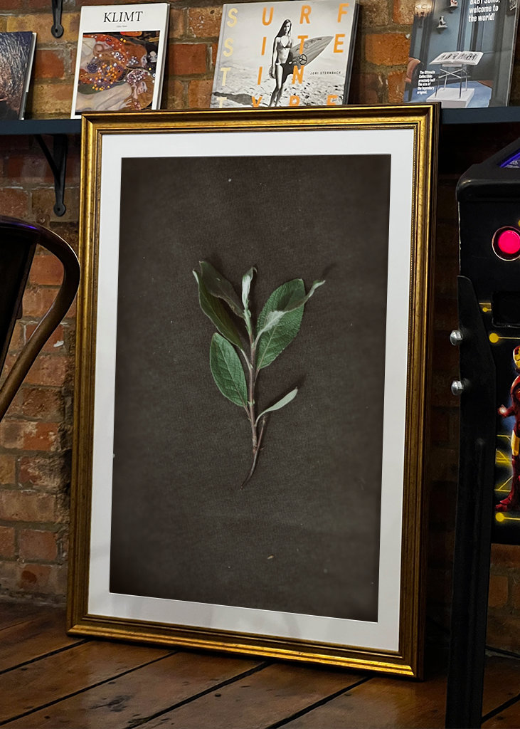 Herbarium - Plant on backgroun