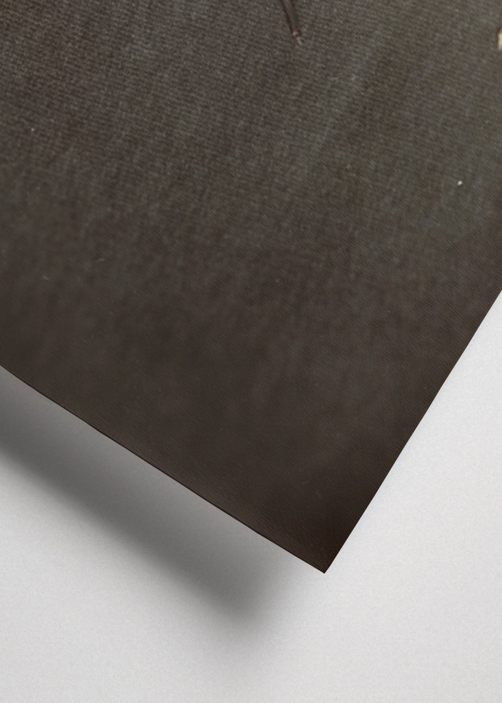 Herbarium - Plant on backgroun